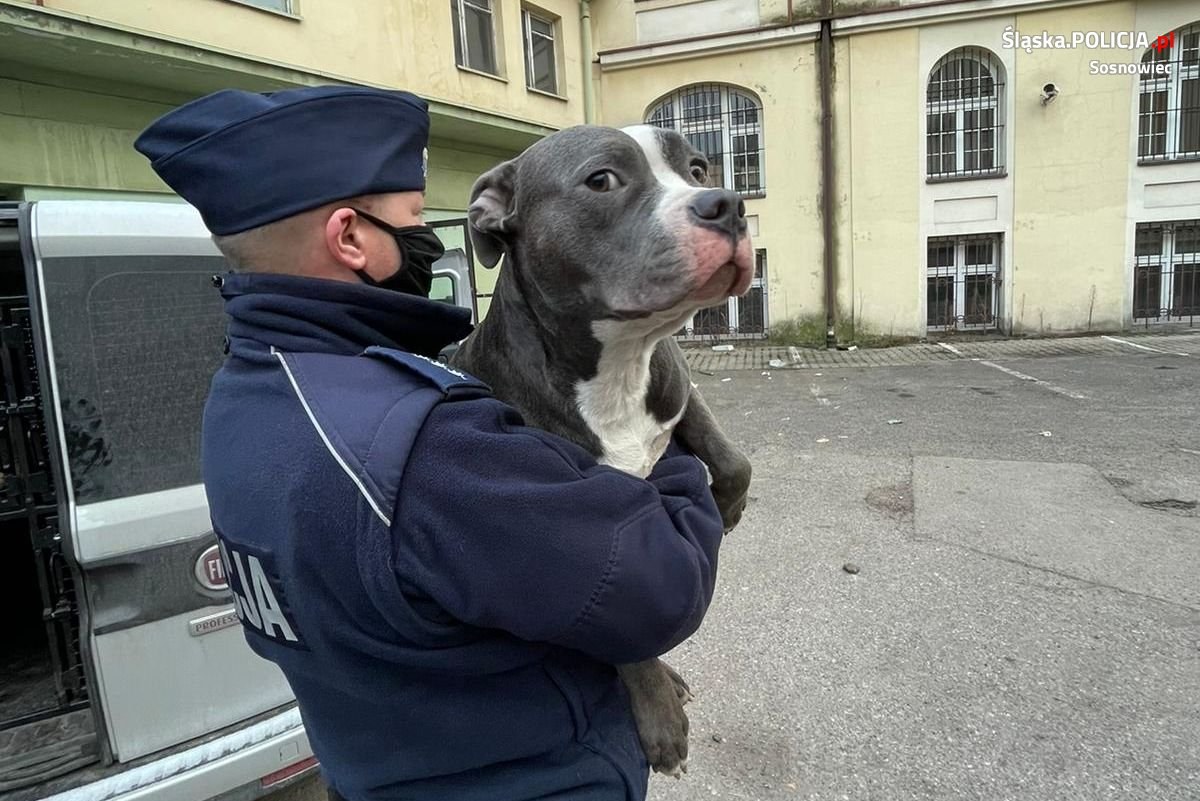 Policjanci z Sosnowca zaopiekowali się błąkającym się po ulicach psem