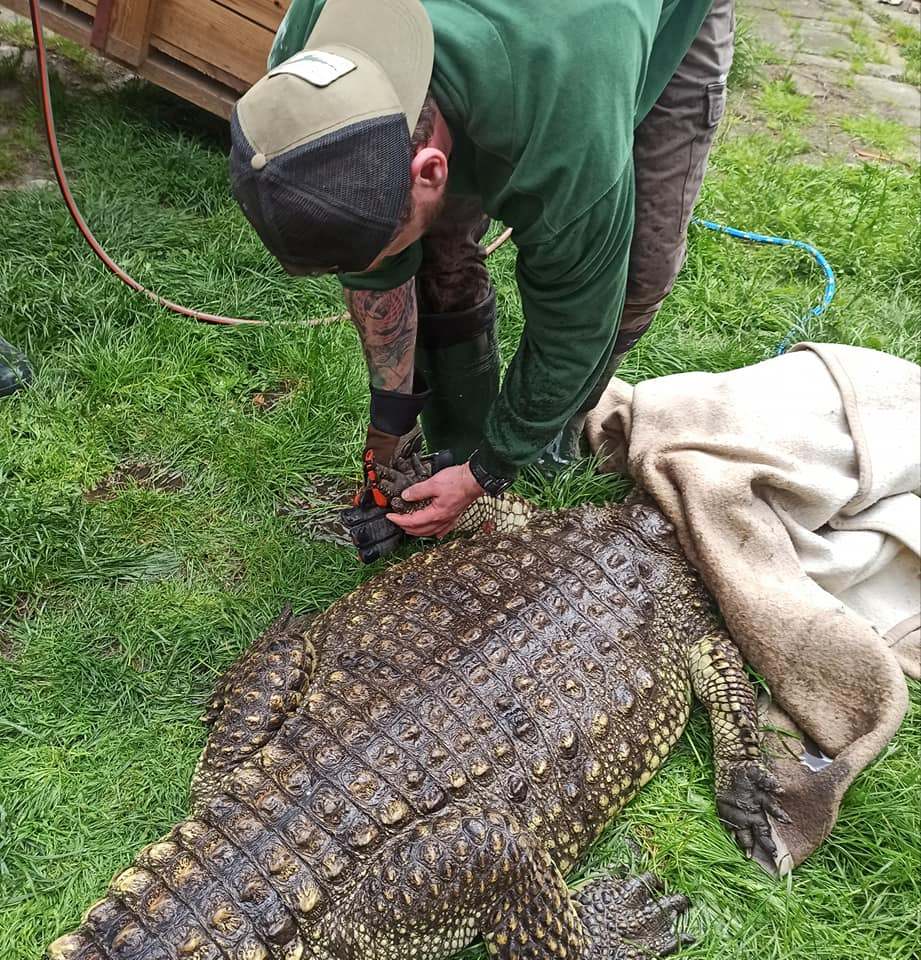 Dwa krokodyle przetrzymywane w Sosnowcu