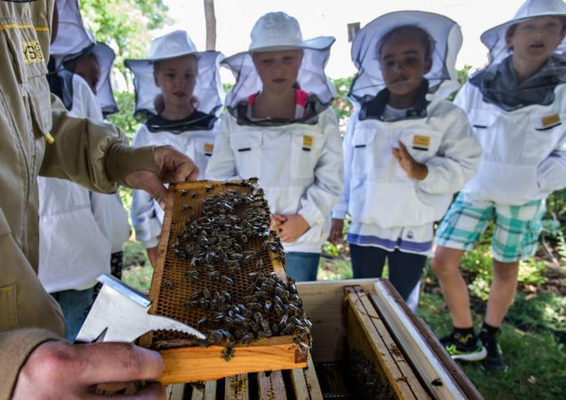 Warsztaty pszczelarskie w Sosnowcu Warsztaty pszczelarskie w Sosnowcu