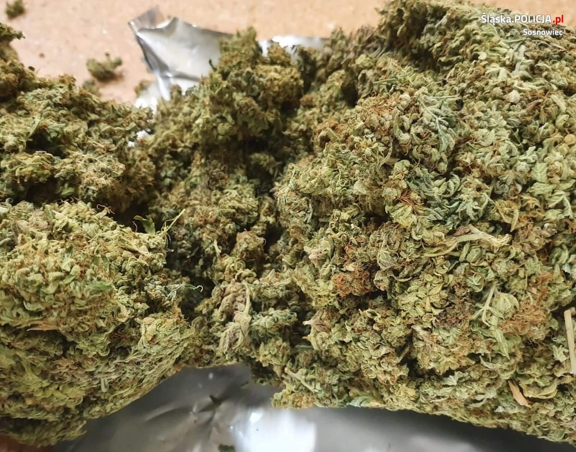 W mieszkaniu policjanci znaleźli niemal 300 porcji marihuany W mieszkaniu policjanci znaleźli niemal 300 porcji marihuany