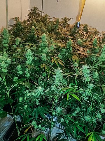 Akcja policji Sosnowiec 4 Akcja policji Sosnowiec 4