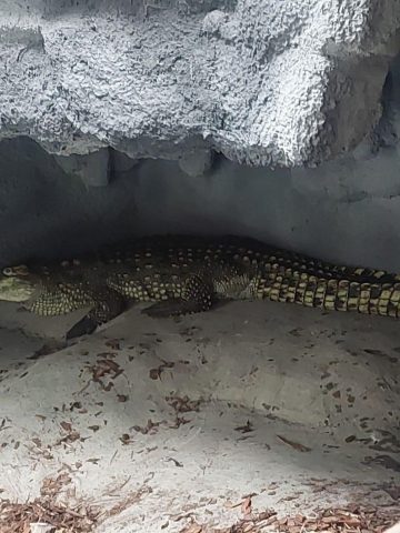 Ancalagon przewieziony do zoo w Poznaniu Ancalagon przewieziony do zoo w Poznaniu