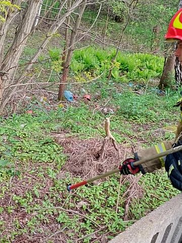 Dzik wpadł do grobu w Będzinie Uratowali go strażacy 2 Dzik wpadł do grobu w Będzinie Uratowali go strażacy 2