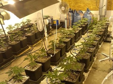 Policjanci z Sosnowca trafili na plantację konopi indyjskich Policjanci z Sosnowca trafili na plantację konopi indyjskich