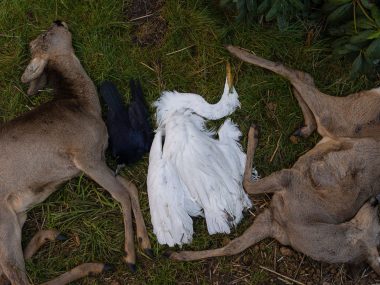 Tragiczny sylwester w Leśnym Pogotowiu Tragiczny sylwester w Leśnym Pogotowiu