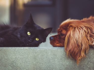 Pełna miska dla schroniska Pełna miska dla schroniska