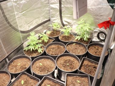 Plantacja konopi indyjskich Będzin 1 Plantacja konopi indyjskich Będzin 1