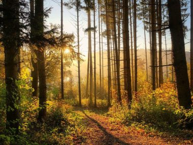 Nadleśnictwo Siewierz odkupi grunty leśne