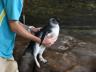 Opiekun zwierząt w sosnowieckim Egzotarium Opiekun zwierząt w sosnowieckim Egzotarium