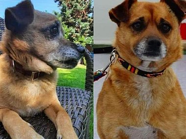 Psy w Porębie "rozpływają się w powietrzu"? Tajemnicze znikniecia psow w porebie 2024