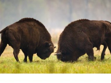 Żubry fot Gmina Bialowieża Żubry fot Gmina Bialowieża