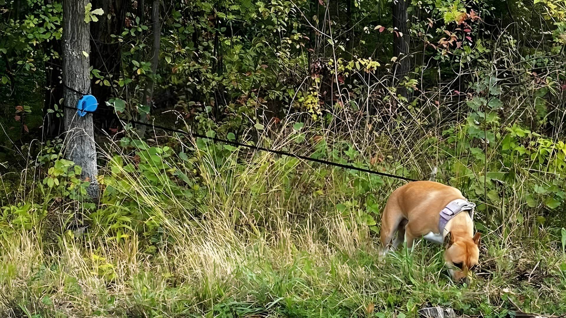Dąbrowa Górnicza. Przywiązali psa do drzewa na odludziu. Zwierzę to nie zabawka, którą się porzuca