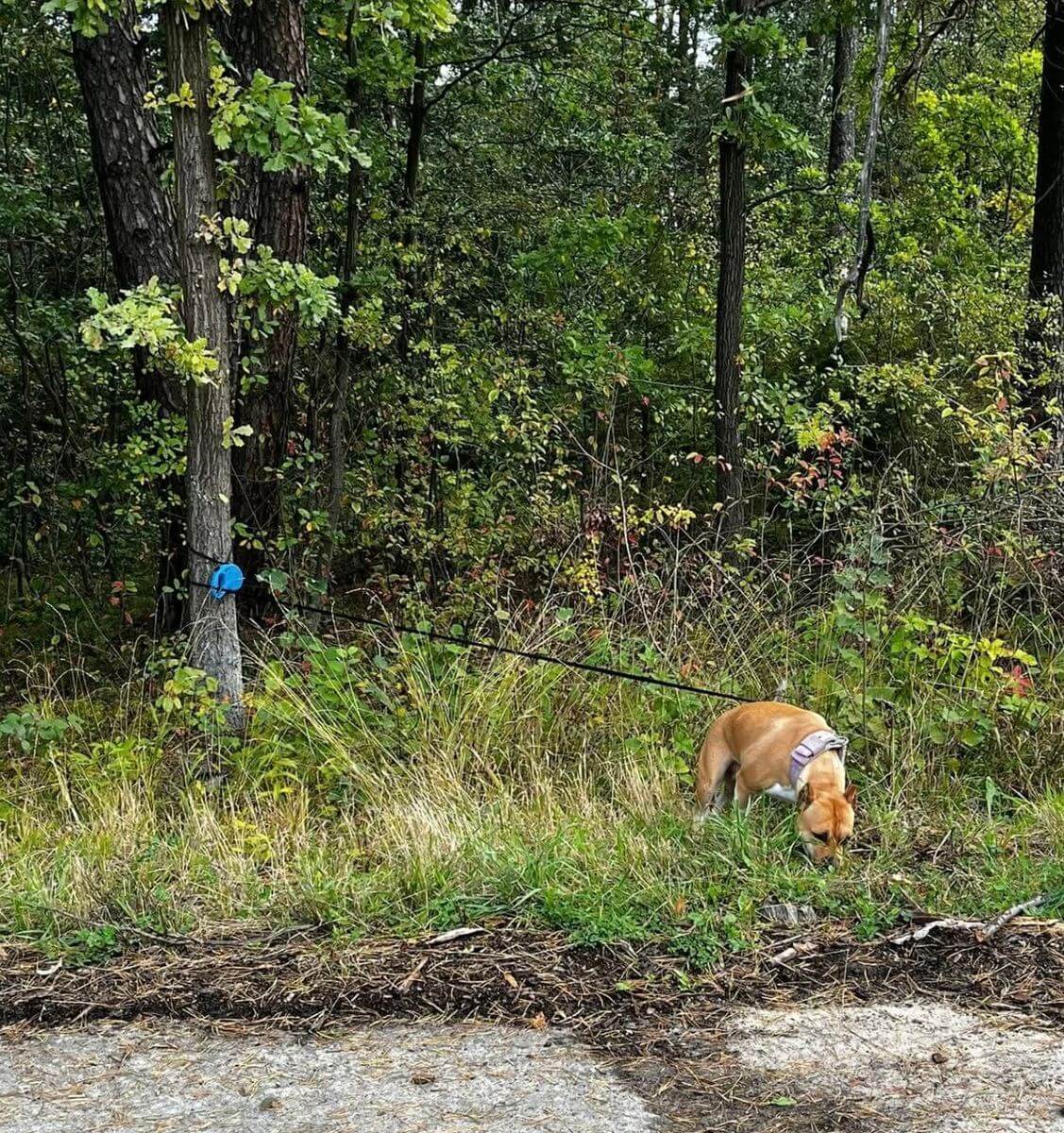 Dabrowa Górnicza-Rudy. Porzucony Amstaff. 25 września 2025.