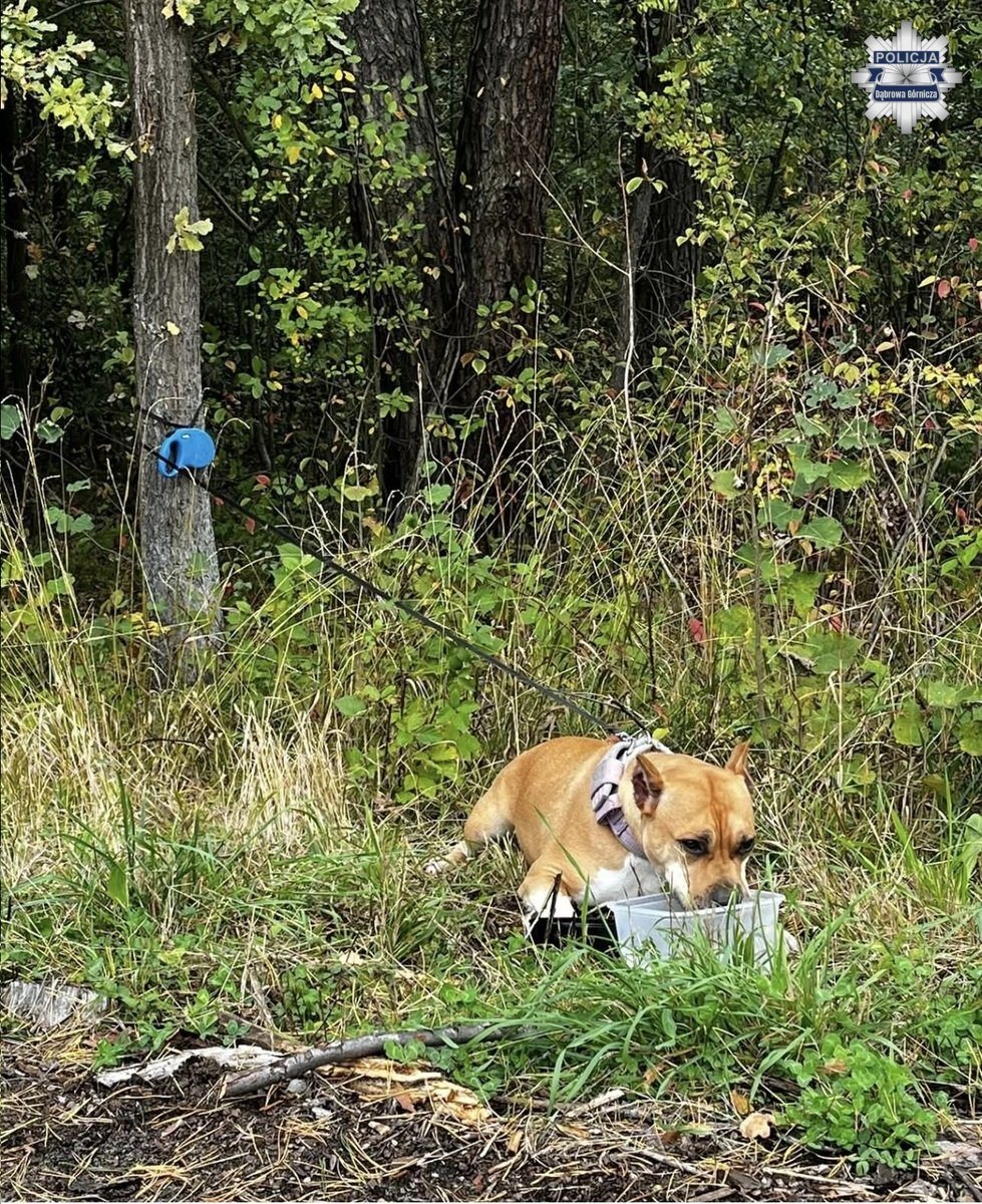 Dabrowa Górnicza-Rudy. Porzucony Amstaff. 25 września 2025.