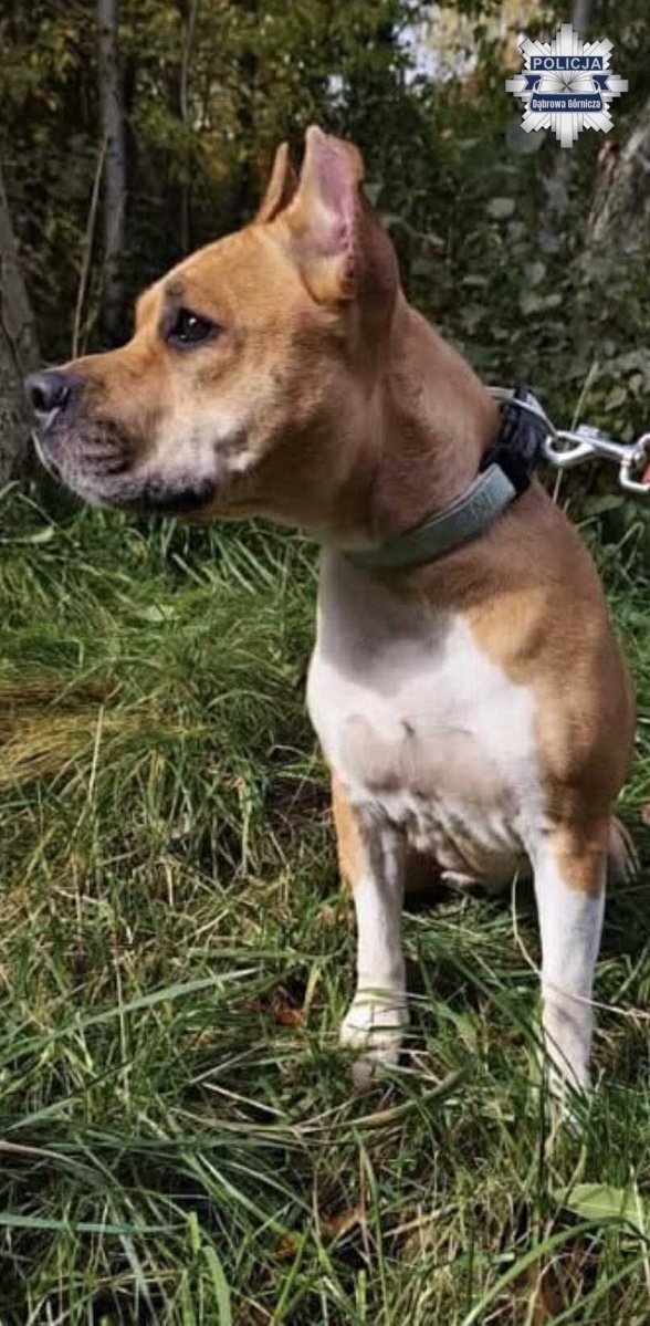 Dabrowa Górnicza-Rudy. Porzucony Amstaff. 25 września 2025.