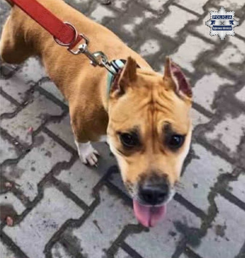 Dabrowa Górnicza-Rudy. Porzucony Amstaff. 25 września 2025.