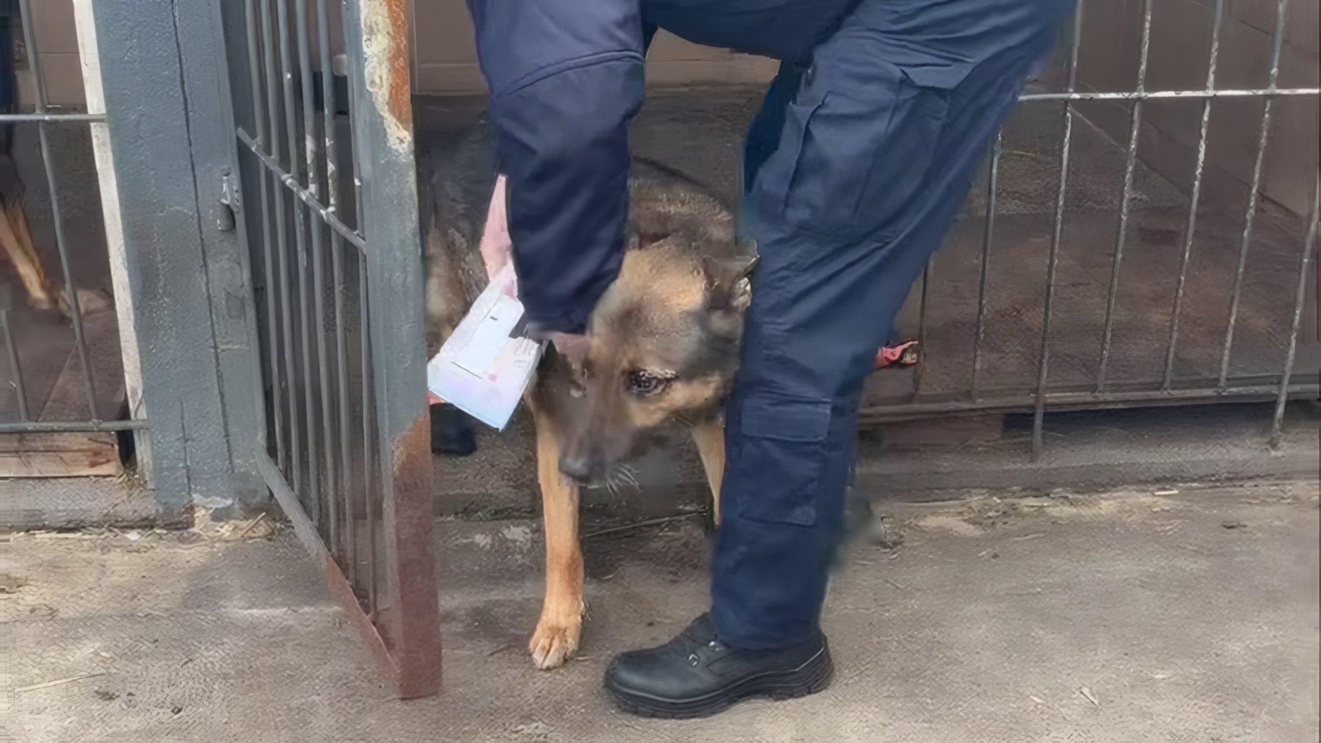 Sosnowiec-Niwka. IV Komisariat KMP w Sosnowcu. Interwencja poselska Łukasza Litewki w sprawie warunków, jakie ma policyjny pies. 31 stycznia 2026.