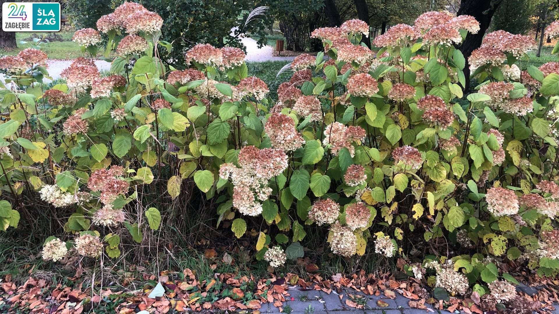 Sosnowiec-Zagórze. Park Kępa po rewitalizacji. 23 października 2025.