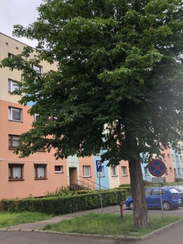 Czeladź-Piaski. Bloki przy ulicy Krakowskiej. 9 czerwca 2025. Czeladź-Piaski. Bloki przy ulicy Krakowskiej. 9 czerwca 2025.