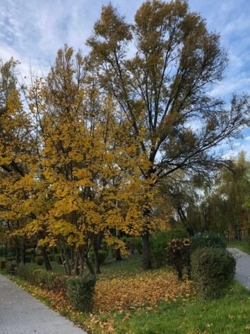 Sosnowiec-Zagórze. Park Kępa po rewitalizacji. 23 października 2025. Sosnowiec-Zagórze. Park Kępa po rewitalizacji. 23 października 2025.