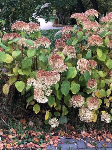 Sosnowiec-Zagórze. Park Kępa po rewitalizacji. 23 października 2025. Sosnowiec-Zagórze. Park Kępa po rewitalizacji. 23 października 2025.