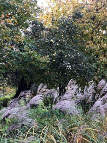 Sosnowiec-Zagórze. Park Kępa po rewitalizacji. 23 października 2025. Sosnowiec-Zagórze. Park Kępa po rewitalizacji. 23 października 2025.