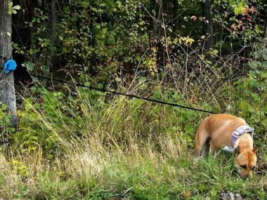 Dąbrowa Górnicza. Przywiązali psa do drzewa na odludziu Dabrowa Górnicza-Rudy. Porzucony Amstaff. 25 września 2025.