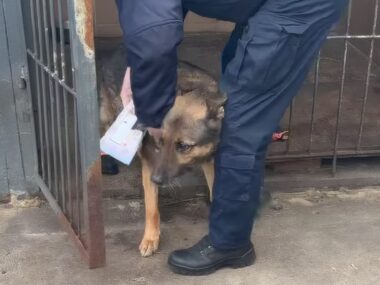 Poseł Litewka twierdzi, że Policja źle traktuje chorego psa Sosnowiec-Niwka. IV Komisariat KMP w Sosnowcu. Interwencja poselska Łukasza Litewki w sprawie warunków, jakie ma policyjny pies. 31 stycznia 2026.