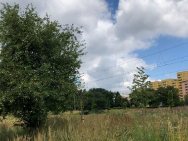 Sad pośrodku blokowiska? Nowy, nietypowy park w Sosnowcu Sosnowiec-Zagórze. Nieużytki pomiędzy ulicami Teofila Lenartowicza i Białostocką. Tu będzie nowy park. 18 lipca 2025.