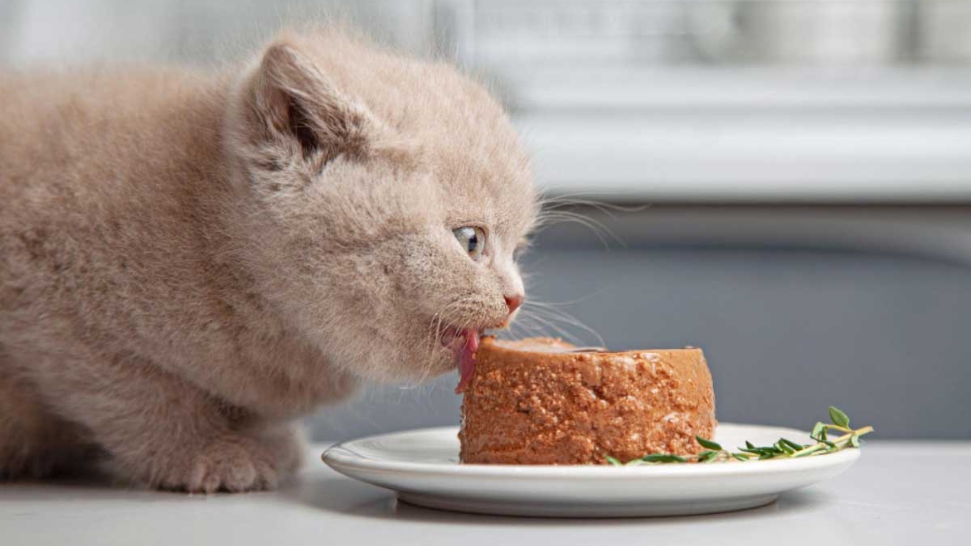 Dla jakich kotów najlepiej sprawdzą się saszetki monobiałkowe?